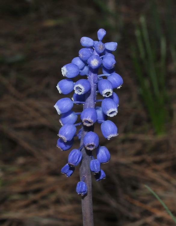 Muscari botryoides